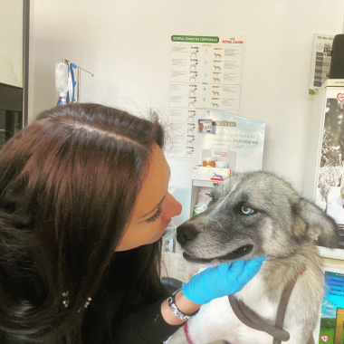 Cabinet Veterinar DR Elena Bonea