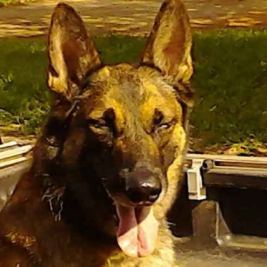 Cães ﹠ Criações