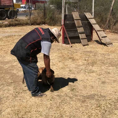 Adiestramiento Canino Ares