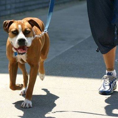 DogWalking / DogKeeping