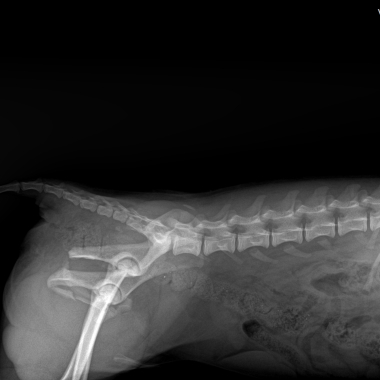 Veterinaria ramon cruz