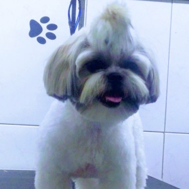 4patas pet shop