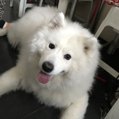 TOP-DOG