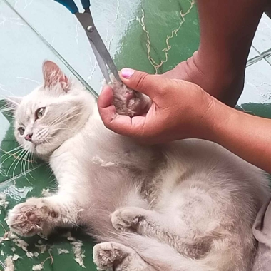 Eko Saputro