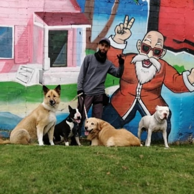Playingdogss