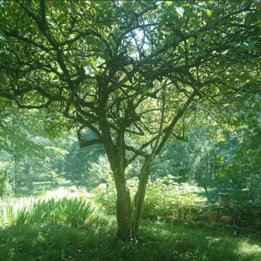 Julie Lespine-Forest
