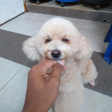 Pets grooming call