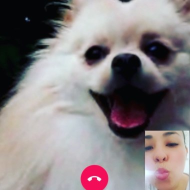 Pet Lover