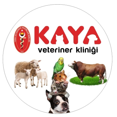Kaya veteriner kliniği