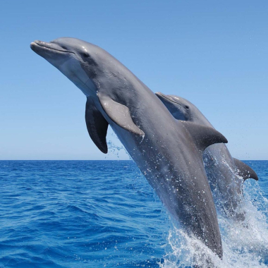 Taxis Dolphins Guatemala.