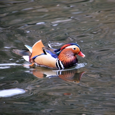 Fonvancho