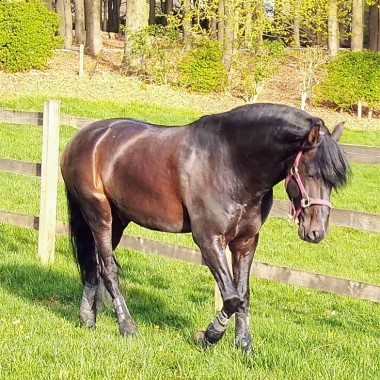 Horse and human energy
